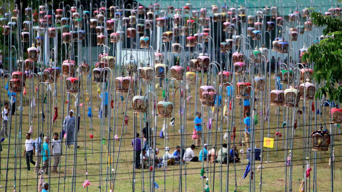 CGTNOfficial's tweet photo. The spectacle of bird-singing contest in #Thailand https://t.co/1p41oi7jWW
