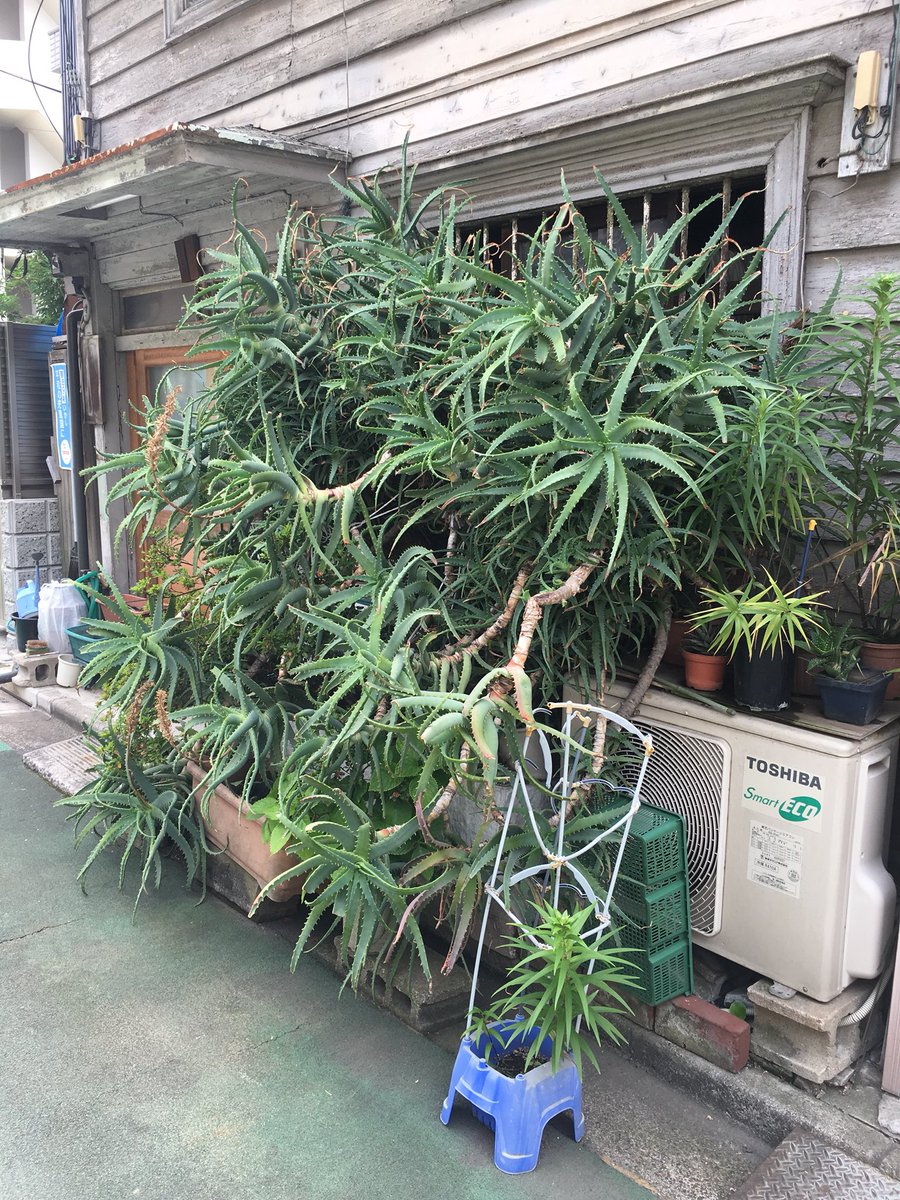 育ち過ぎたアロエ Twitterissa 壮大なアロエ 育ち過ぎたアロエ 多肉植物 根津 育ち過ぎたアロエ Twitterissa 壮大なアロエ 育ち過ぎたアロエ 多肉植物 根津