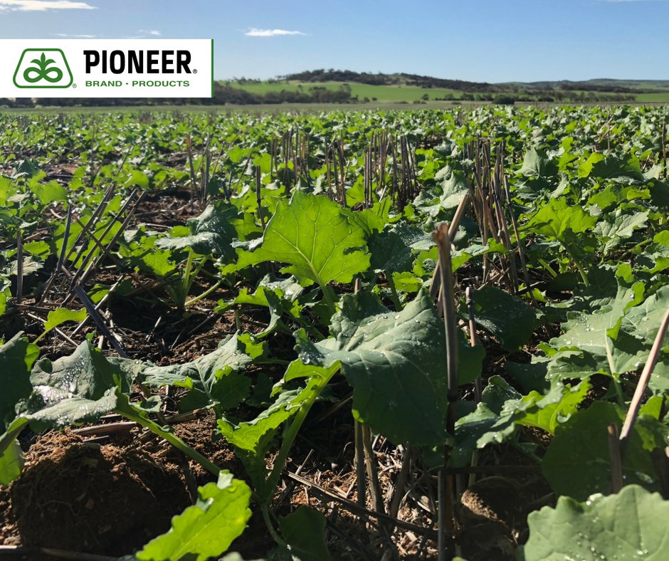 pioneerseedsau's tweet image. Pioneer® canola hybrid 44Y27 RR growing nicely at Narra Tarra near #Geraldton WA. #44Y27 combines leading yield potential and outstanding consistency with the economic bonus of excellent oil content. To find out more visit bit.ly/2ufVaEY