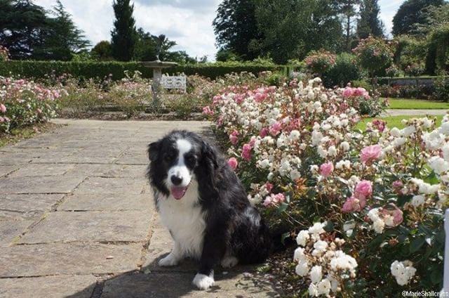 See, even #BorderCollies love #rosegardens Although I'm not sure they smell the flowers in quite the same way as humans do! #emmetts #kent #gardenvisits #gardeningwriter #gardeningblogger #sharpe #takeyourdogtowork #roses #scentedflowers #gardendesigner … plews.gd/2A2iivH