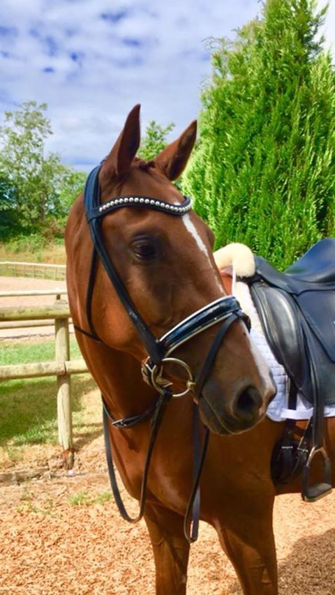 Beautiful picture of Lorraine Houldcrofts's Cavallina Herself wearing her Otto Schumacher rolled bridle.  Just beautiful.
