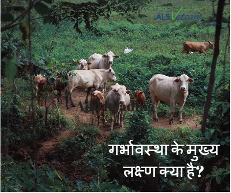 alsvetcare's tweet photo. जानिए, ग���्भावस्था के मुख्य लक्ष्ण क्या है?
•अगर पशु गर्भधारण करता है तो २१ दिनों तक मद में नहीं आता|
•३-४ महीनों के बाद पेट सूजा हुआ दिखता है|
•जब गुदा के रास्ते निदान किया जाता है, तब गर्भाशय बड़ा दिखता है| यह निदान केवल पशु चिकित्सक से किया जाना चाहिए| 
#dairyfarming https://t.co/S0WLjJj6eN