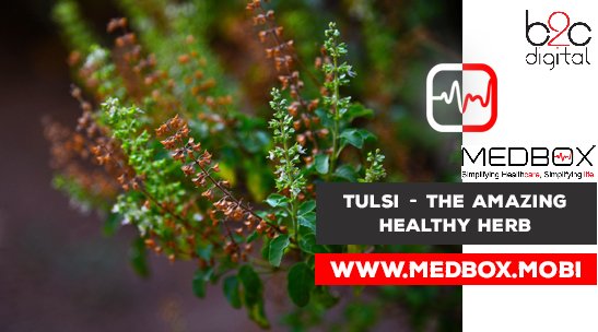 b2c_digital's tweet photo. The Tulsi plant (holy Tulsi) has been an intrinsic part of Indian history. Most Hindu households, both rural and urban, worship this plant.
See for yourself how healthy is Tulsi:
https://t.co/7b5hBhv1Lm
#tulsi #healthtip #herb #medbox #B2C https://t.co/cIqydHrfr3