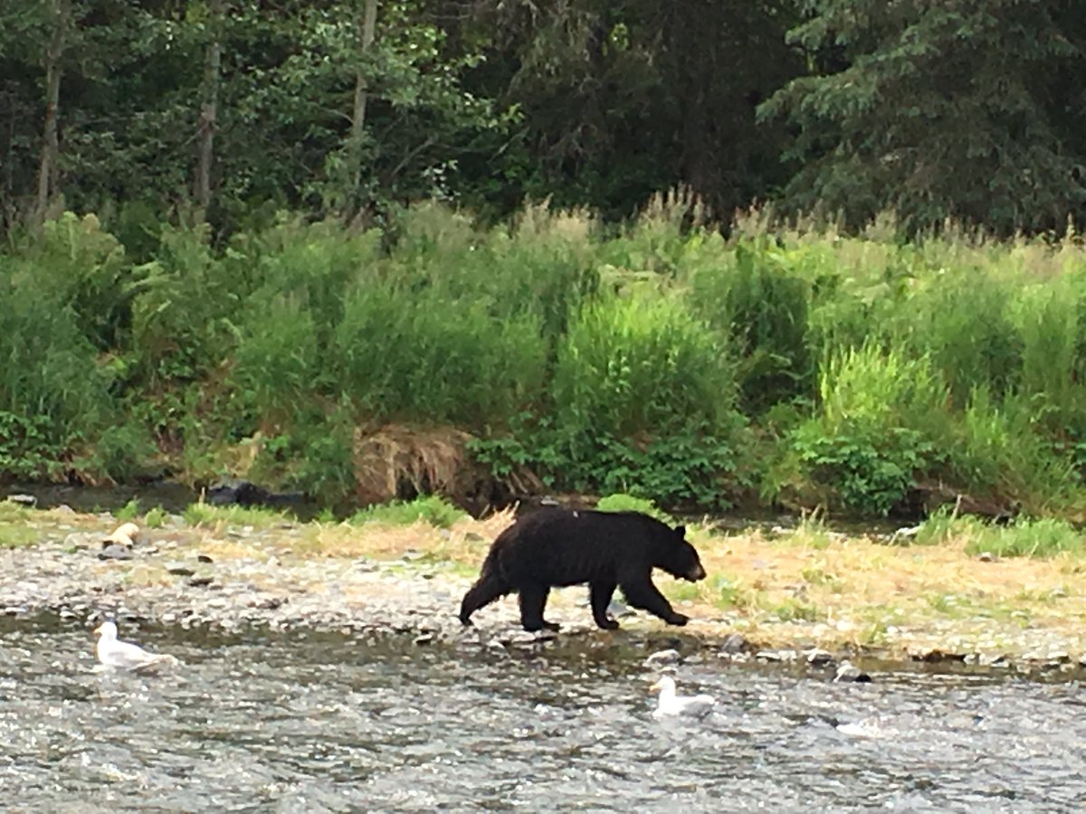 We hadden er nog niet heel veel gezien, maar tussen de middag maakten we een stop bij de Kenai River en daar zagen we er 3. Veilig aan de andere kant ;-) #Alaska <a href="/AskjaReizen/">Askja Reizen</a> Morgen staat een berenexcursie op het programma. #bofkonten