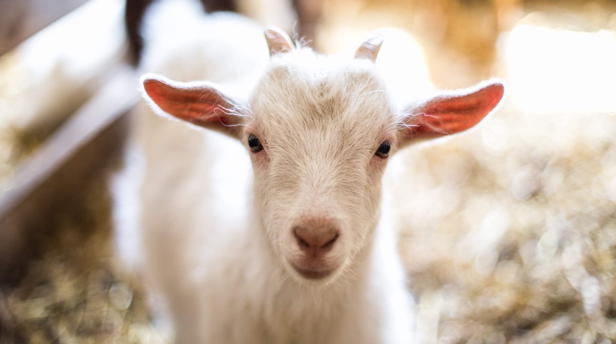 qatarliving's tweet photo. #Kahramaa to connect 5,000 livestock farms to electricity in remote areas
https://t.co/joNodDWMI3
The project is geared towards the long-term goals of food security and self-sufficiency for Qatar.
#QatarLiving @kahramaa #WeAreQatar #NowStronger #Qatar #Doha https://t.co/VoR5en09v7