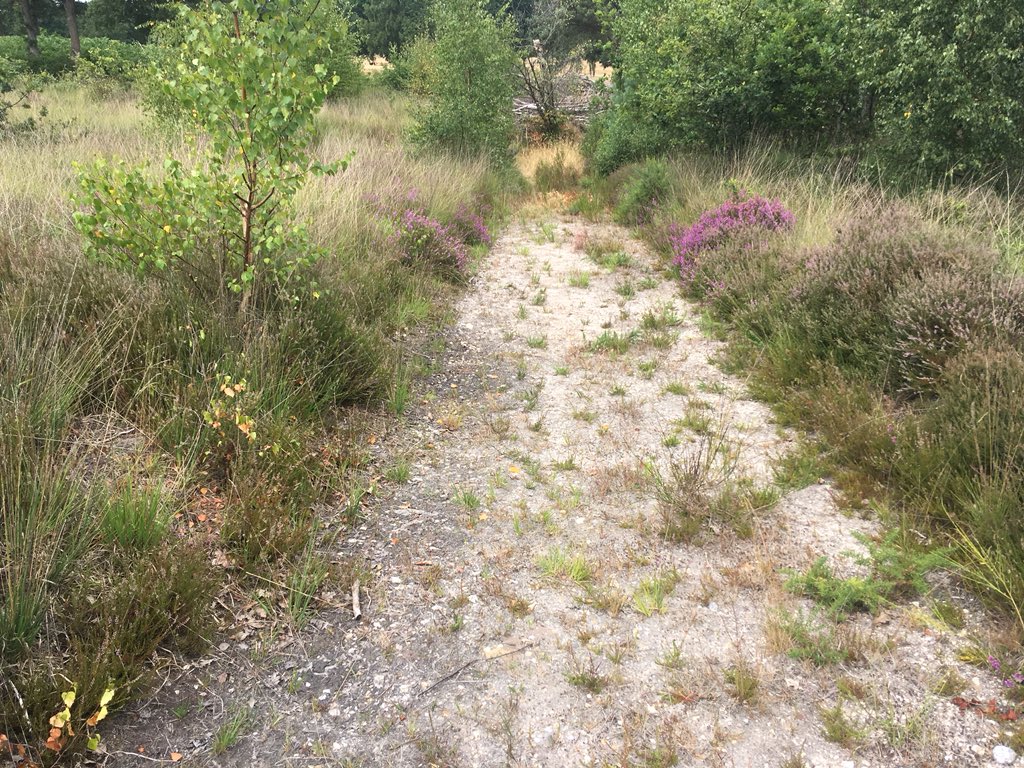 elliottfairs2's tweet photo. Carried out a #grayling #butterfly count on @TweseldownHT today to act as baseline before winter works.  Saw 1!!!!  Looks like scrub removal and bare ground creation can’t come soon enough.  Lots of common blues https://t.co/JpmD61mrMR