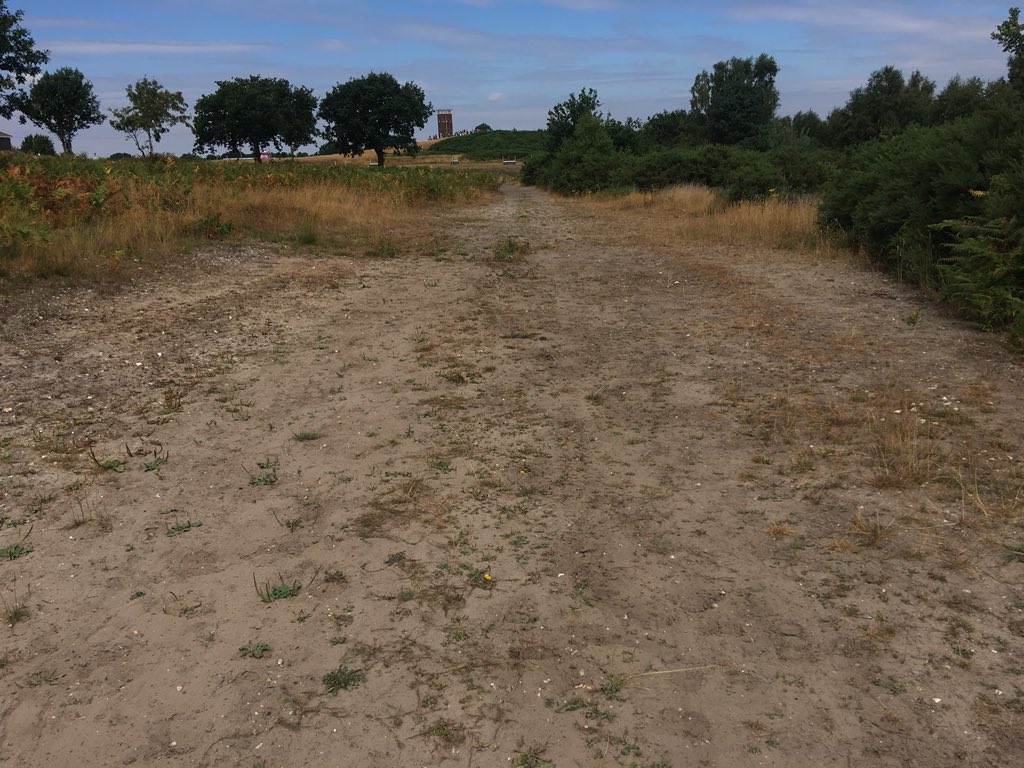 elliottfairs2's tweet photo. Carried out a #grayling #butterfly count on @TweseldownHT today to act as baseline before winter works.  Saw 1!!!!  Looks like scrub removal and bare ground creation can’t come soon enough.  Lots of common blues https://t.co/JpmD61mrMR