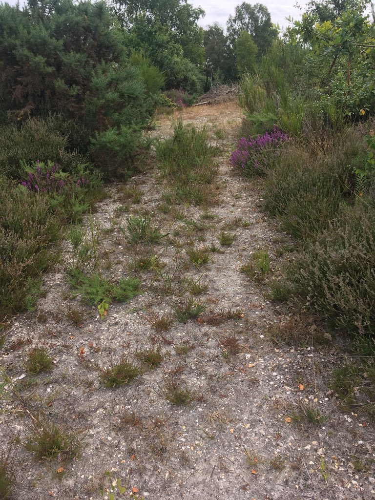 elliottfairs2's tweet photo. Carried out a #grayling #butterfly count on @TweseldownHT today to act as baseline before winter works.  Saw 1!!!!  Looks like scrub removal and bare ground creation can’t come soon enough.  Lots of common blues https://t.co/JpmD61mrMR