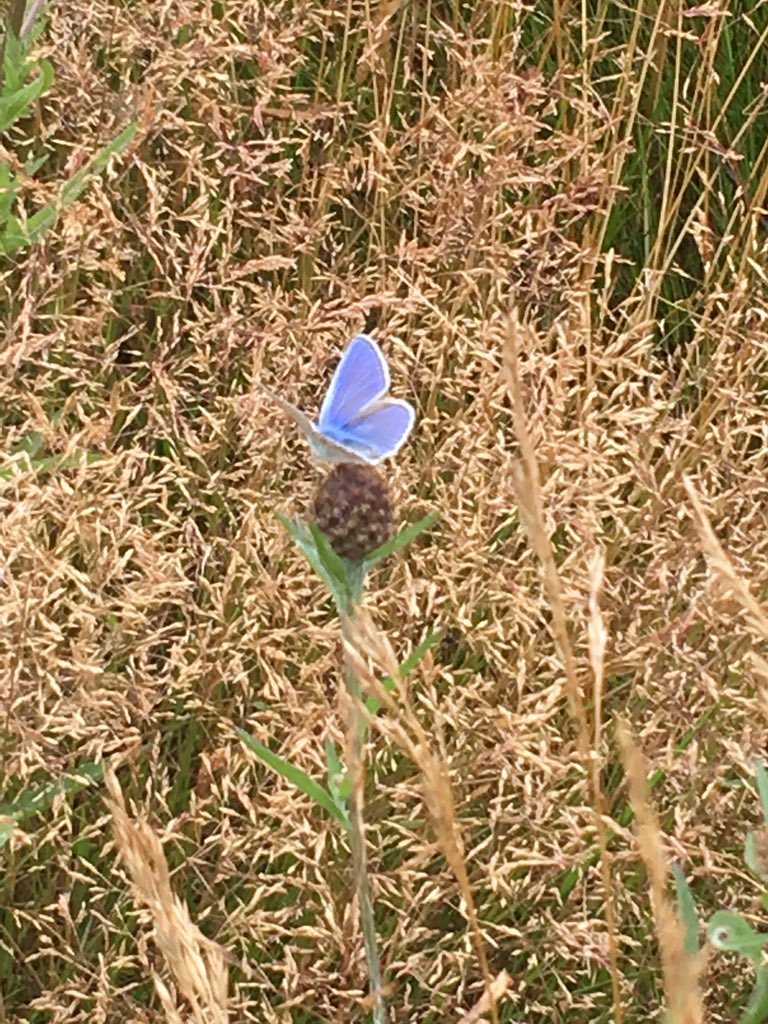 elliottfairs2's tweet photo. Carried out a #grayling #butterfly count on @TweseldownHT today to act as baseline before winter works.  Saw 1!!!!  Looks like scrub removal and bare ground creation can’t come soon enough.  Lots of common blues https://t.co/JpmD61mrMR