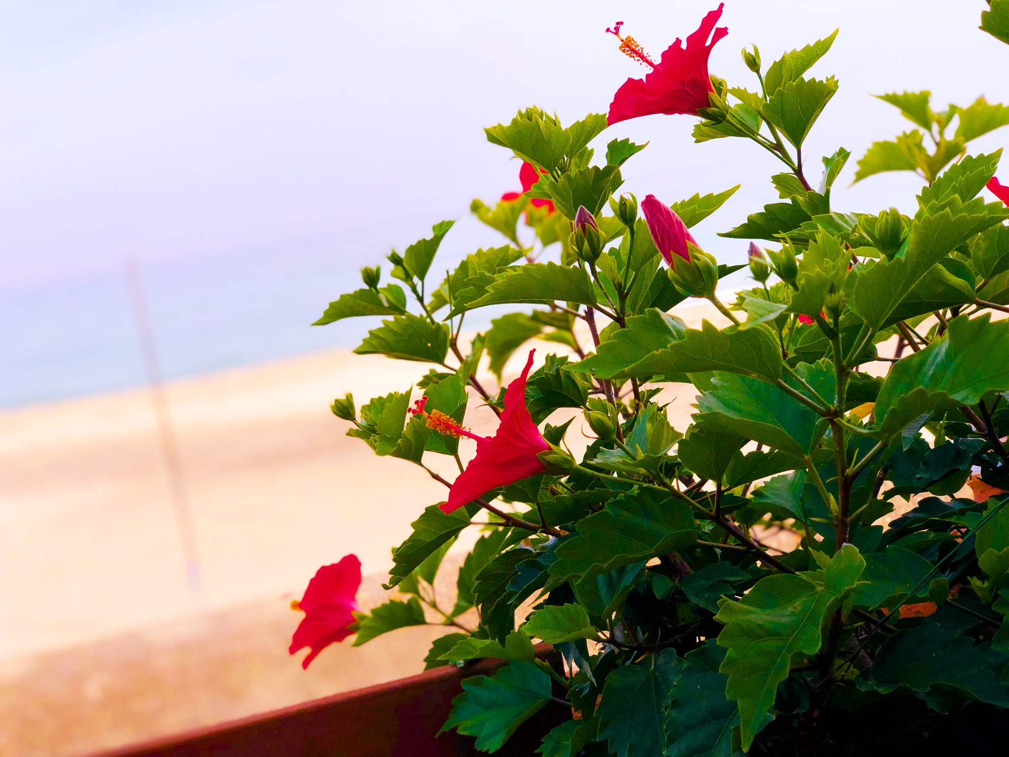 Rusty 家のハイビスカスが満開 めっちゃ綺麗 赤がメインだけど黄色も咲いている Splash Guest Houseに来た時には ウッドデッキに出てチェックしてください そこには色々な植物が 咲いていますよ ハイビスカス 満開 咲いた 綺麗 夏