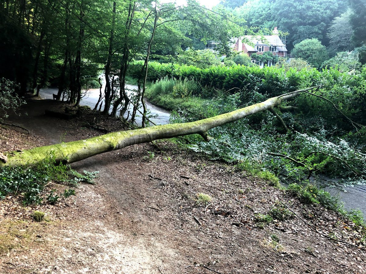 johanvee's tweet image. Large tree down across junction of Polecat Hill &amp;amp; Polecat Valley, between Haslemere &amp;amp; Hindhead. Already reported to Highways cc. @SurreyPolice @SurreyRoadCops @SurreyCouncil