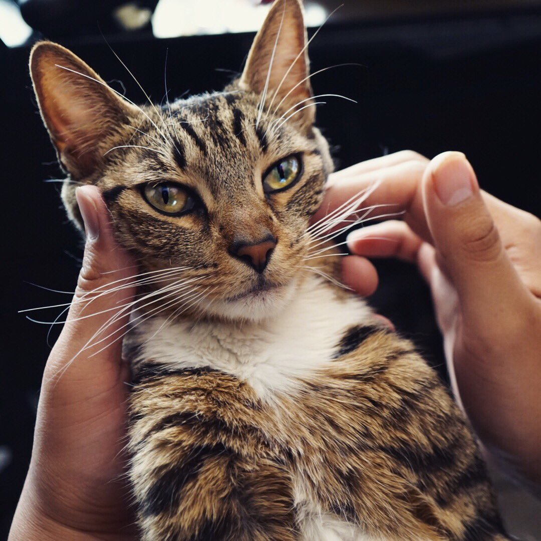 _claudiayvette's tweet photo. @norvina1 Sasha 🐱❤️ https://t.co/nkZ6zEqHUp