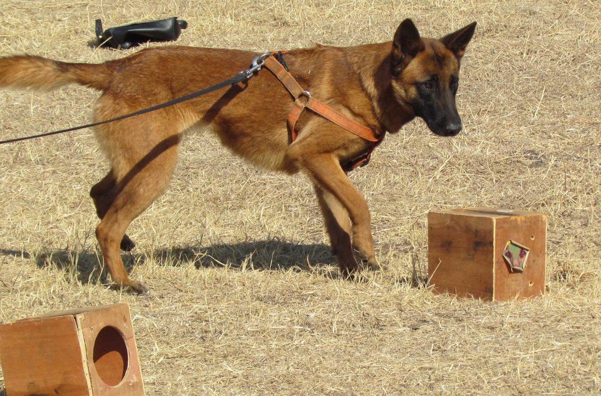 We conduct sweeps for drug detection with dogs for applications like private lockers, courier companies, large working areas, cargo bays.