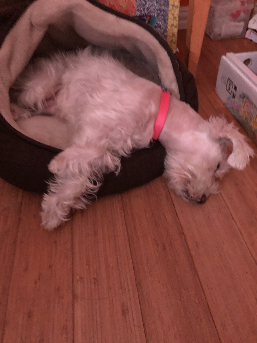 TaTaTheGoodGirl's tweet photo. 💤 💤 💤 goodnight my lovelies https://t.co/J4uiAhtITe