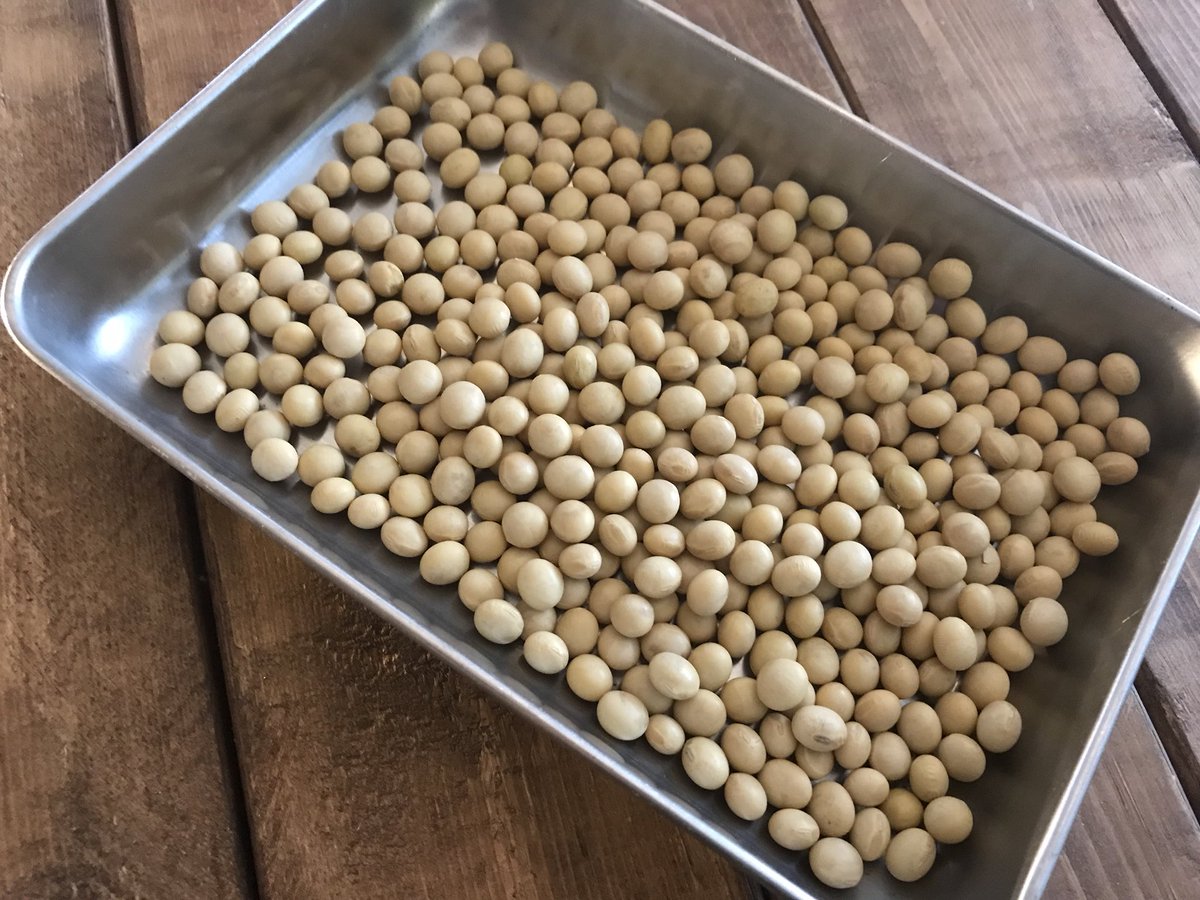 petitbrain's tweet image. 「大豆コーヒー」作ってみました！大豆をコーヒーと同じ方法で焙煎して出来上がり！少しきな粉みたいな甘い香りがして美味しいです！大豆なのでノンカフェインですし！！