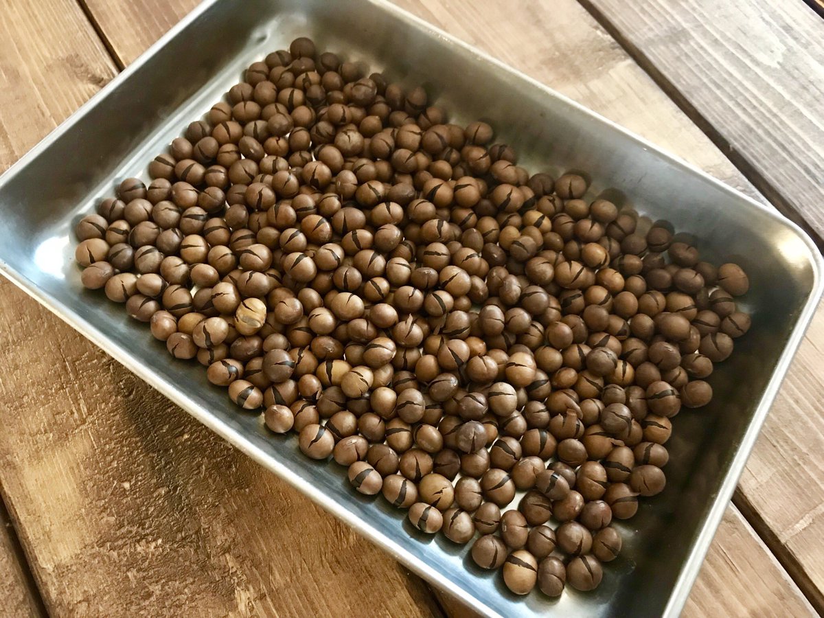 petitbrain's tweet image. 「大豆コーヒー」作ってみました！大豆をコーヒーと同じ方法で焙煎して出来上がり！少しきな粉みたいな甘い香りがして美味しいです！大豆なのでノンカフェインですし！！