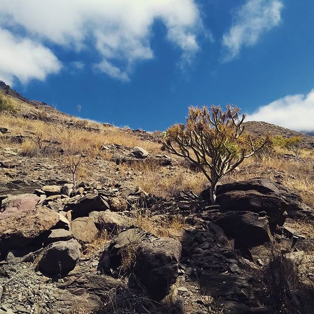 BseMoody's tweet photo. classifying Photos ๐ผ๏ธ ๐ท
.
.
.
#latergram #sortingphotos #goodmorning #maspalomas #grandcanaria #holidays #traveltime #tree #summer17 #warm #clouds #pictureoftheday #memories #remember #relaxing #wantback #traveltime #igers #spain #outdoor #mountainsโฆ https://t.co/Su5U02ERWG https://t.co/02pUgxwCtL