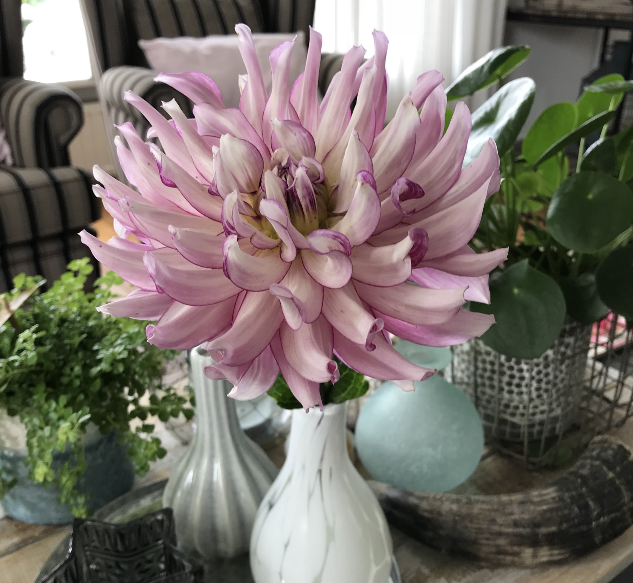 Linda vd Slot - FAM Flower Farm on X: My favorite, dahlia Leila Savanna  Rose, picked from my own garden. The more flowers you cut from the plant,  the more buds will