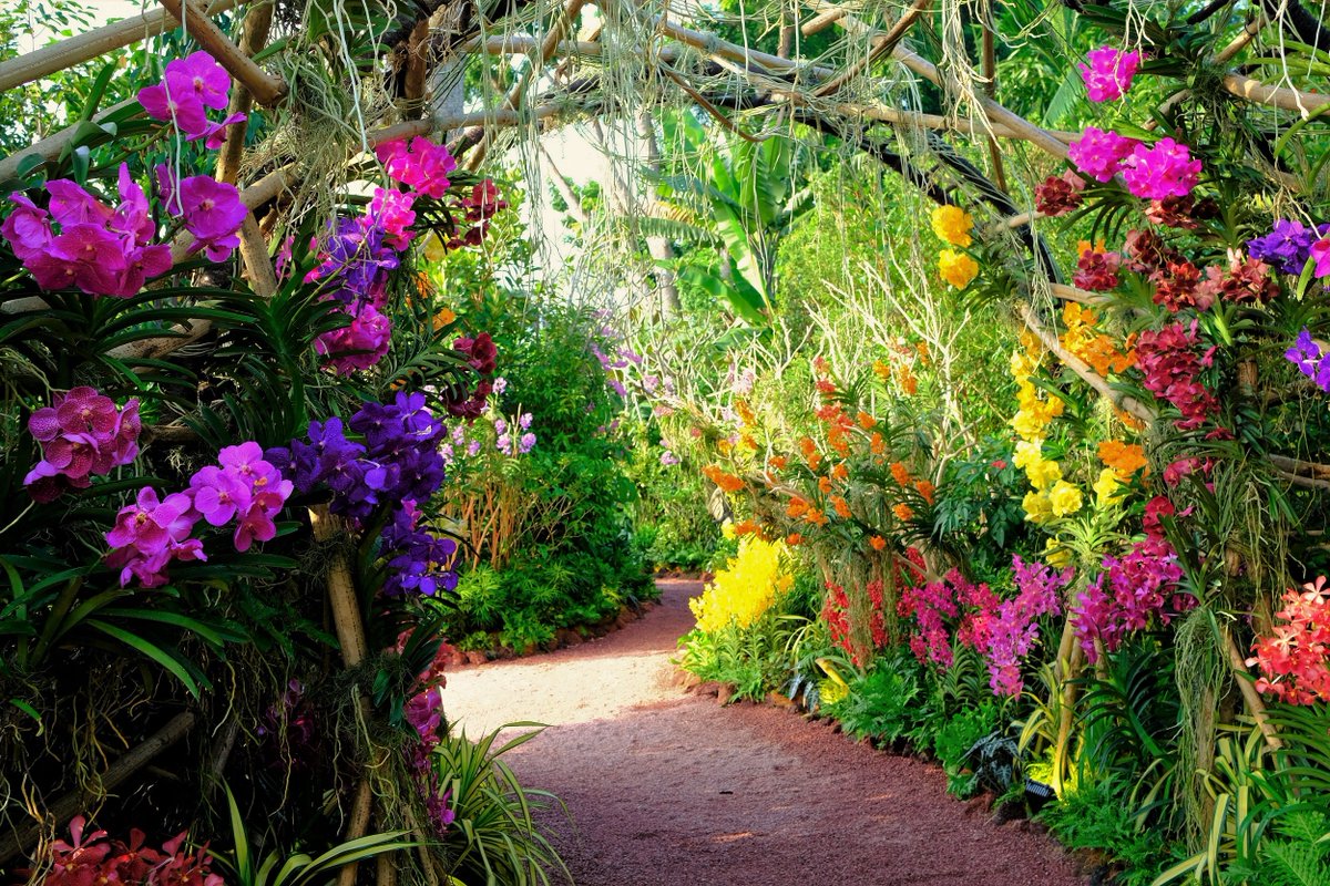 nparksbuzz's tweet photo. Starting the week with a bright burst of blooms, in line with the #SGGardenFest theme, “World of Colours!” The Vanda Valley is looking spectacular with unique vandaceous orchids. Catch #SGGardenFest from now till 3 Aug at Gardens by the Bay. https://t.co/WSqDWOA9R8 Photos: NParks https://t.co/V7oVyiCZa0