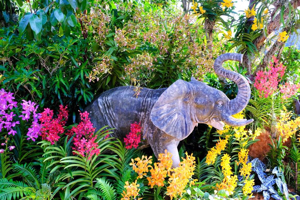nparksbuzz's tweet photo. Starting the week with a bright burst of blooms, in line with the #SGGardenFest theme, “World of Colours!” The Vanda Valley is looking spectacular with unique vandaceous orchids. Catch #SGGardenFest from now till 3 Aug at Gardens by the Bay. https://t.co/WSqDWOA9R8 Photos: NParks https://t.co/V7oVyiCZa0