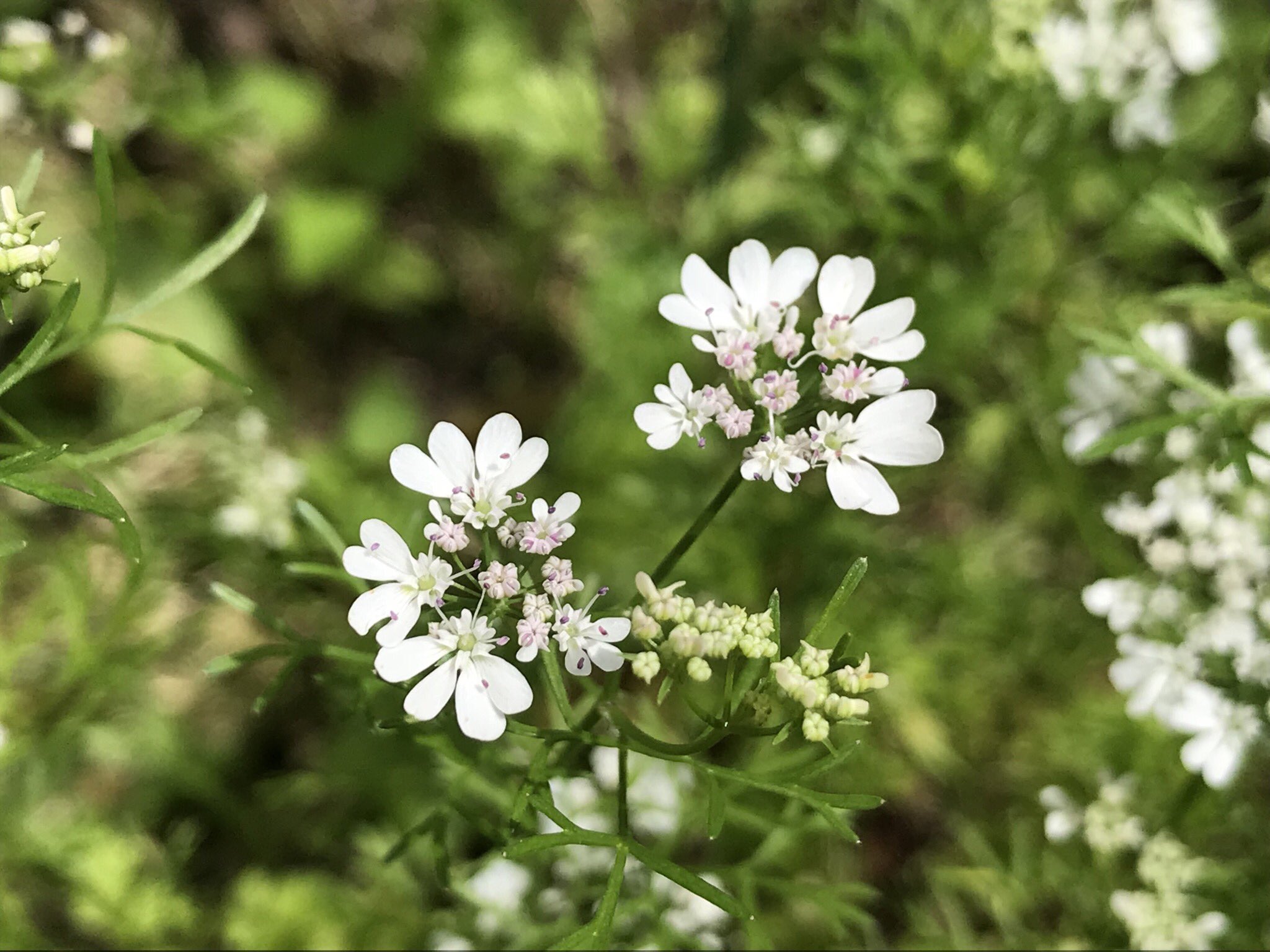 あや なんて可愛らしい こぼれ種で今年 わんさか育った パクチーの花です 花も食べられるんだって パクチー ハーブ キッチンガーデン You39rt T Co Fwrzfumu49 Twitter