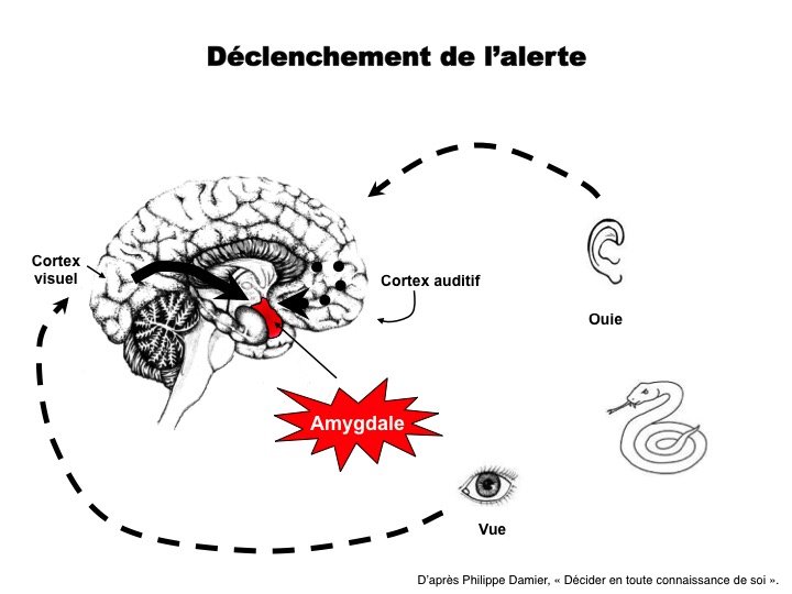 ManagementAgile's tweet photo. Mauvais réflexes, automatismes… Comment se détacher de 3 biais mentaux qui sapent vos décisions #Management #leadership #pleineconscience #meditation #Cognitive #RH #entreprise https://t.co/MFJAZfvadk https://t.co/zD3eb6K6jP