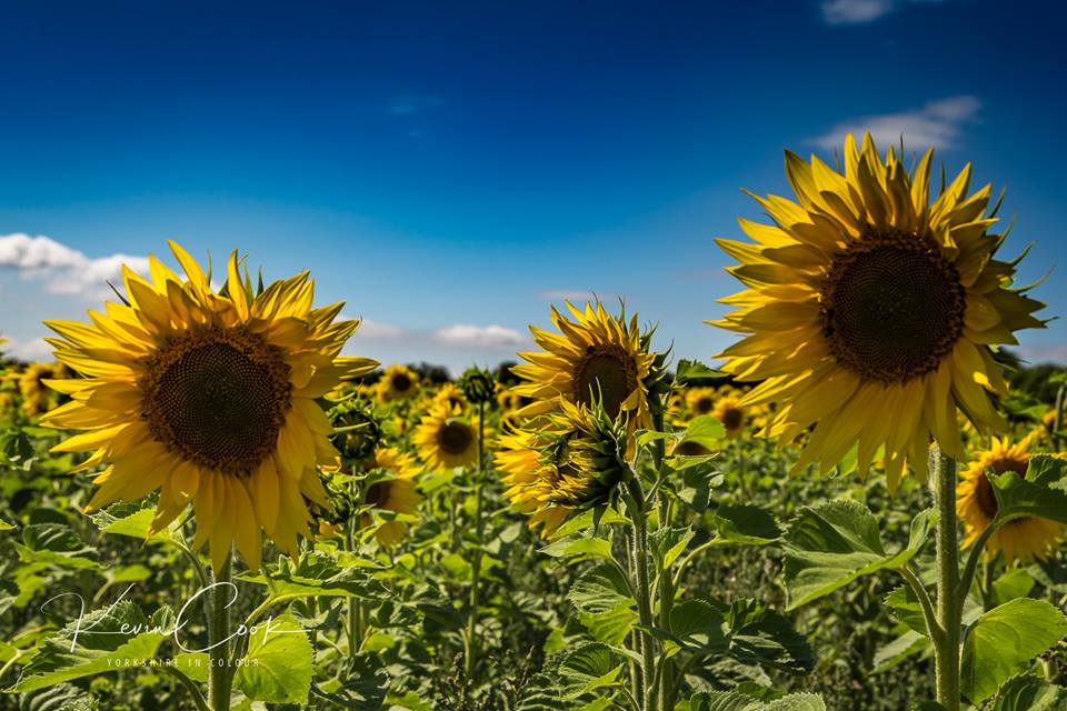 YorkshireinCol1's tweet photo. @BBCLookNorth @bbcweather #Sunflowers #Yorkshireincolour https://t.co/bYJmISGfsy