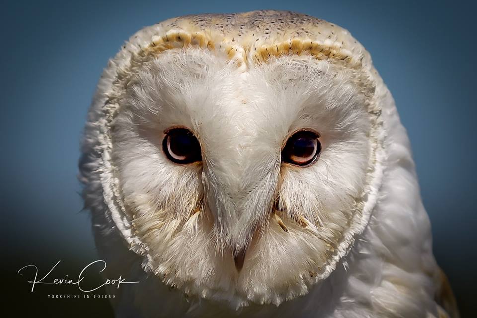 YorkshireinCol1's tweet photo. #Birdsofprey #Masham #Yorkshireincolour https://t.co/9DTsUsUpSE