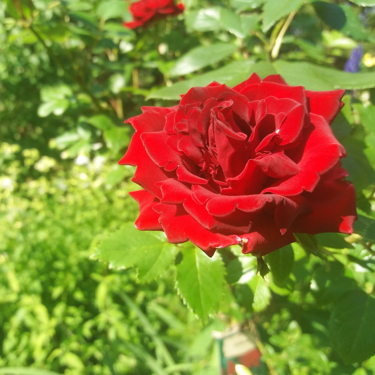 eluukkanen's tweet photo. One of the finest flowers there is! Rose! 😚

#rose #flower #nature #beauty #green #tree #garden #life #summer #july #sun #sunny #finland #lifestyle https://t.co/lTm7BUkFaJ