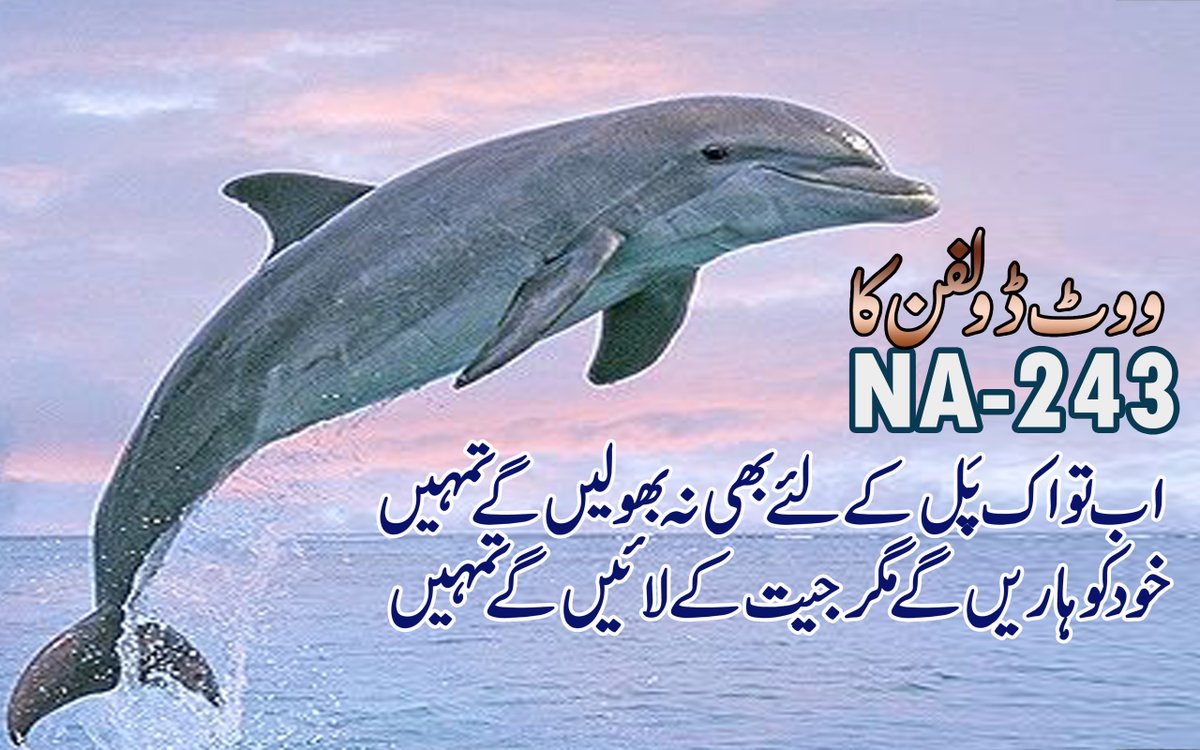 Vote4Dolphin's tweet photo. #GeneralElection2018  #GE2018 Vote For Dolphin https://t.co/WsWkpyAQOE