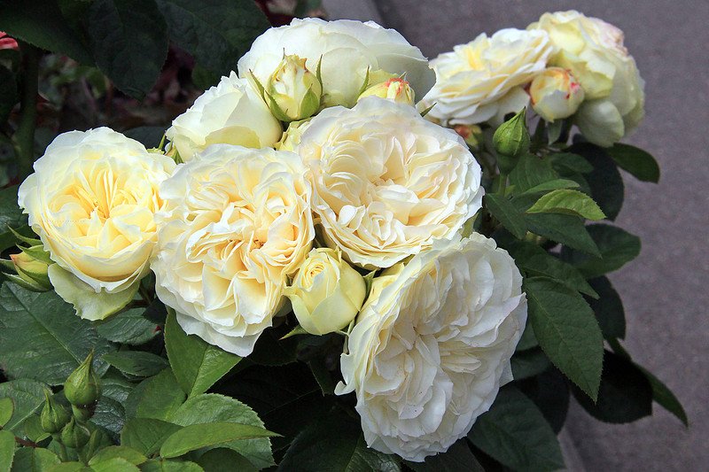 WINTER LODGE - smažīga krūmroze lieliem pildītiem ziediem.