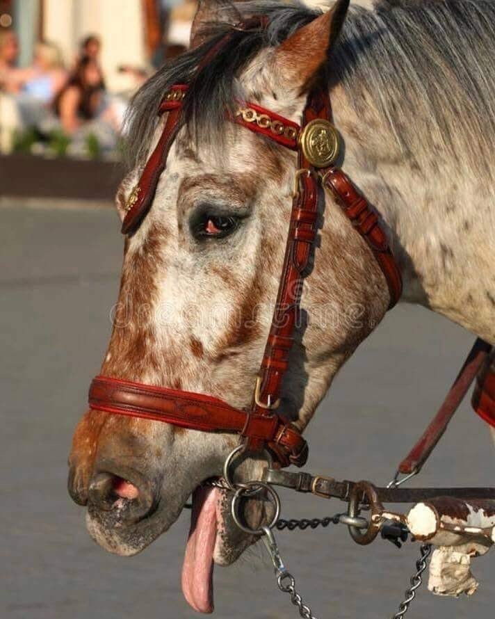 İnsanın bencil zevkleri yüzünden, yaz kış demeden atlar ölüme koşturuluyor, bu zulme ortak olmayın, faytona binmeyin‼ #empati #faytonabinmeatlarölüyor #HayvanaSiddetSuctur