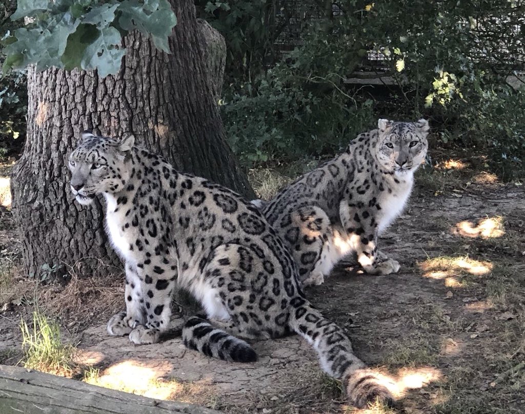 TheBigCatSanct's tweet photo. #CATFACTMONDAY In the wild during summer, snow leopards live above the tree line on mountainous meadows & in rocky regions at altitudes from 2,700 to 6,000m.
Our 2 are far less active during these warm summer days, staying cool either laying in the shade of the tree or their den. https://t.co/2C6Cne1qxQ