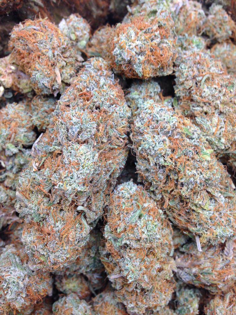 CannaPlug's tweet photo. Gelato #45 back in stock for orders now!

Buy one get an extra Oz included free on all orders through the week!

Order now with overnight shipping available to all 50 states!

$175/oz
$375/QP
$600/HP https://t.co/7AT3EhjnKL