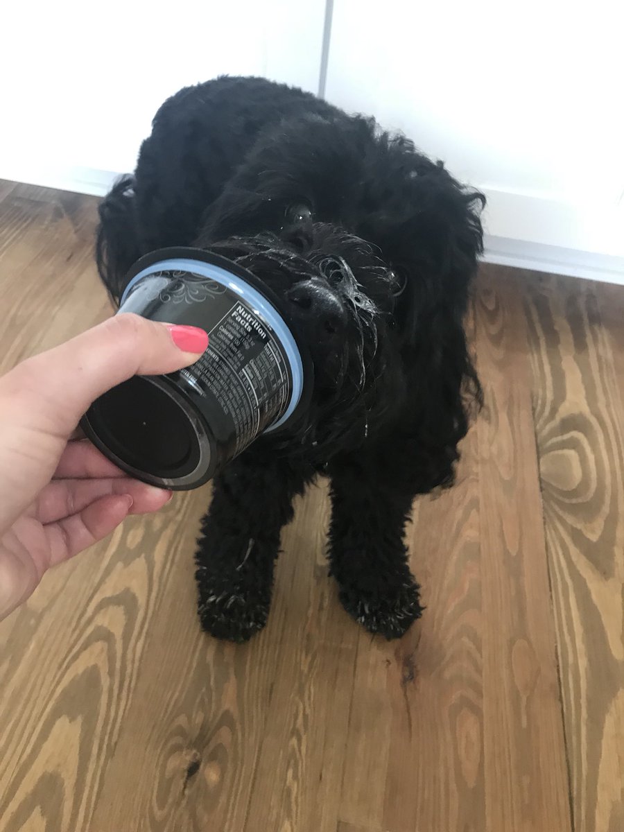 Yogurt is the BEST! Esp when it’s all over my snout 🐶 #DogsOfTwitter #yum #puptreat