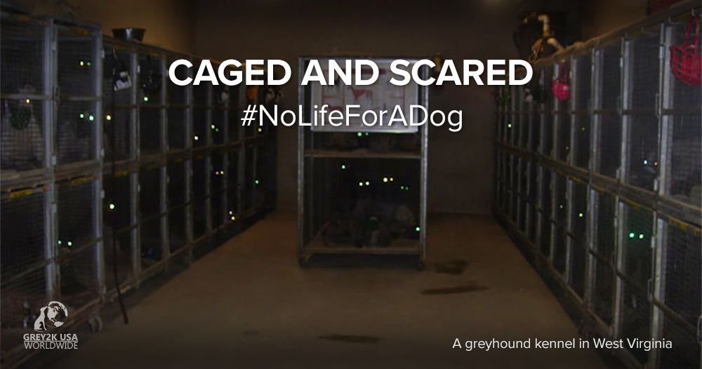 GREY2KUSA's tweet photo. Greyhounds deserve loving homes! Help us end the cruelty of dog racing: https://t.co/cHae4nFhdE #NoLifeForADog https://t.co/AlWlEfbPYs