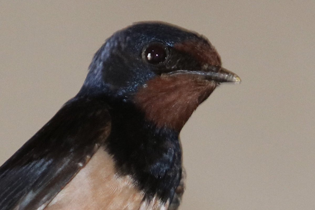 Zwaluw in boerenschuur. Was samen met meer  dan 45 zusjes, broertjes, neefjes en nichtjes in een schuur. Een drukte van belang!