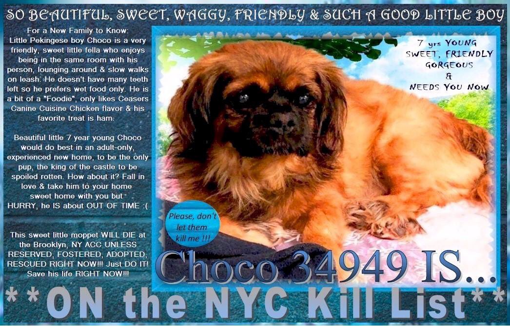 nasrene41's tweet photo. LITTLE #CHOCO NEEDS MEDICAL ATTENTION! FRIENDLY SWEETIE HOPES TO FIND AN ANGEL TO SAVE HIM! CONDEMNED TO DIE!
#RESCUEDOGS #FOREVERHOME #FOSTER #ADOPT #PEKINGESE #CompanionAnimalProtectionAct #GetYourRescueOn #NYCHumaneMovement #SaveCHOCO
https://t.co/aZLf2j7C5p https://t.co/CTdSrB0h41