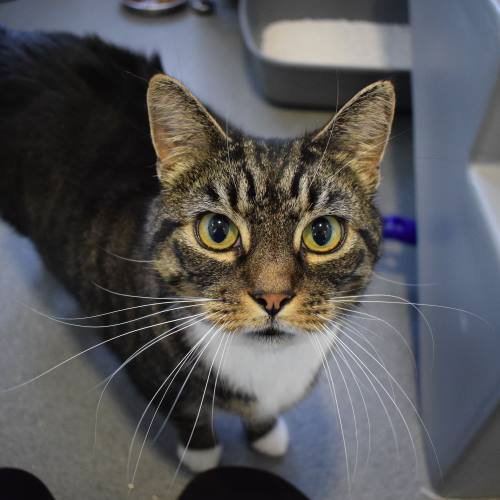 Meet Little Man! Little Man is a very loving cat who enjoys a fuss and a lap to curl up on. He gives very big head-bumps and loves head and cheek rubs. Find out more here: bit.ly/2A1DX7d Can you help him find a home?