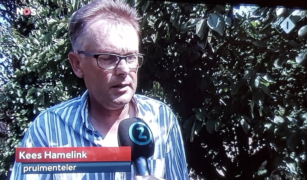 De macht van de supermarkten. Pruimen die een paar mm te klein zijn domweg weigeren... Dikke schadepost voor de teler. En waarom toch? De smaak is perfect. Wat een welvaart. Om je kapot te schamen!  #zeeland #journaal