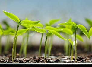 Groene Welle tweet media