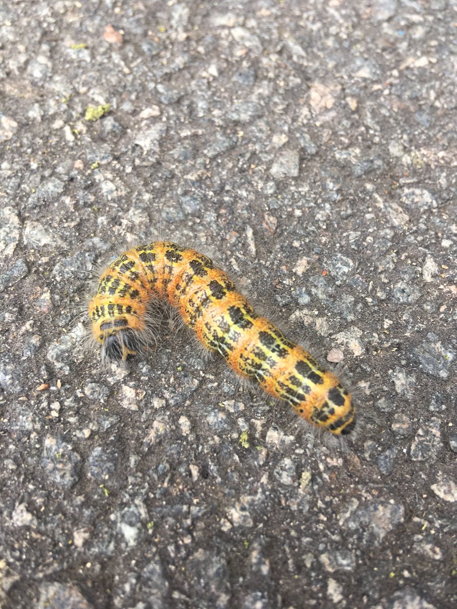 elliottfairs2's tweet photo. @savebutterflies please can you help us this caterpillar.  There are hundreds of them dropping from an ornamental oak onto a school playground in Devon and teachers are worried it’s toxic to touch https://t.co/3q1k4EVBZO