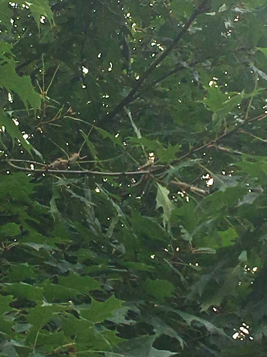 elliottfairs2's tweet photo. @savebutterflies please can you help us this caterpillar.  There are hundreds of them dropping from an ornamental oak onto a school playground in Devon and teachers are worried it’s toxic to touch https://t.co/3q1k4EVBZO