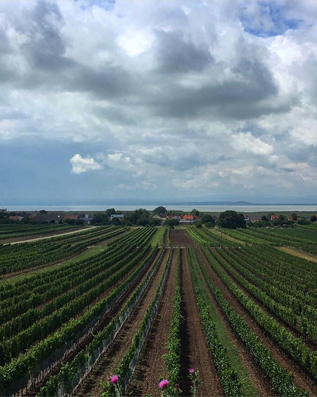 NeusiedlerSea's tweet photo. 💚lakeviews 🍇🌧
.
#neusiedlersee #vineyard #seekinder #sunwillbeback https://t.co/TV3MWHzDbw https://t.co/2Xc2GD9aX6