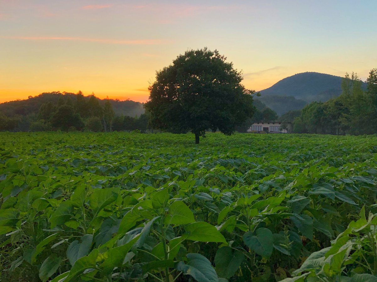 世羅高原農場 公式 きれいな夕暮れ 夕方に降った雨のおかげで涼しく感じます ひまわりにとっては恵みの雨に ひまわりまつり 7月28日開園です 世羅高原農場 世羅 世羅高原 夕日 マジックアワー ひまわり ひまわり畑 世羅高原農場 公式 きれいな夕暮れ 夕方に降った雨のおかげで涼しく感じます ひまわりにとっては恵みの雨に ひまわりまつり 7月28日開園です 世羅高原農場 世羅 世羅高原 夕日 マジックアワー ひまわり ひまわり畑