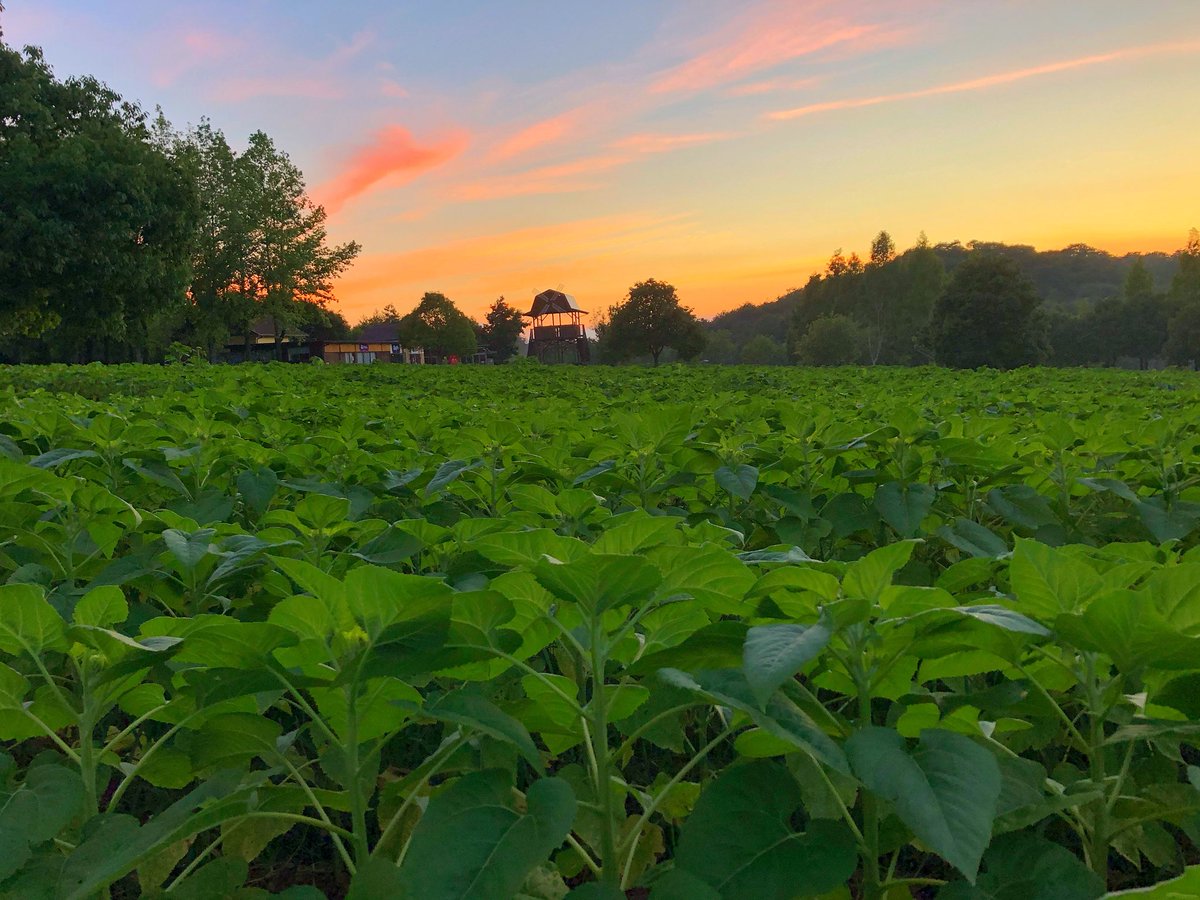 世羅高原農場 公式 きれいな夕暮れ 夕方に降った雨のおかげで涼しく感じます ひまわりにとっては恵みの雨に ひまわりまつり 7月28日開園です 世羅高原農場 世羅 世羅高原 夕日 マジックアワー ひまわり ひまわり畑 世羅高原農場 公式 きれいな夕暮れ 夕方に降った雨のおかげで涼しく感じます ひまわりにとっては恵みの雨に ひまわりまつり 7月28日開園です 世羅高原農場 世羅 世羅高原 夕日 マジックアワー ひまわり ひまわり畑
