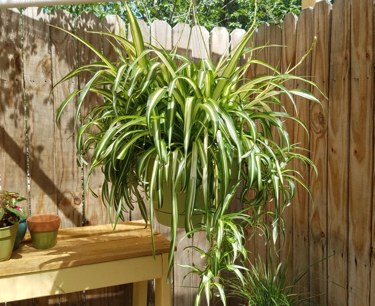 🌿Our main 5 year old Mother #Plant where our curly #spiderplants and #spiderplantbabies come from!😊curlyspiderplants.com  🌿  #gardening #gardeningtips #airpurifying #spiderplant #greenthumb #plants #indoorplant #houseplants #nontoxicliving #organic #garden #growing