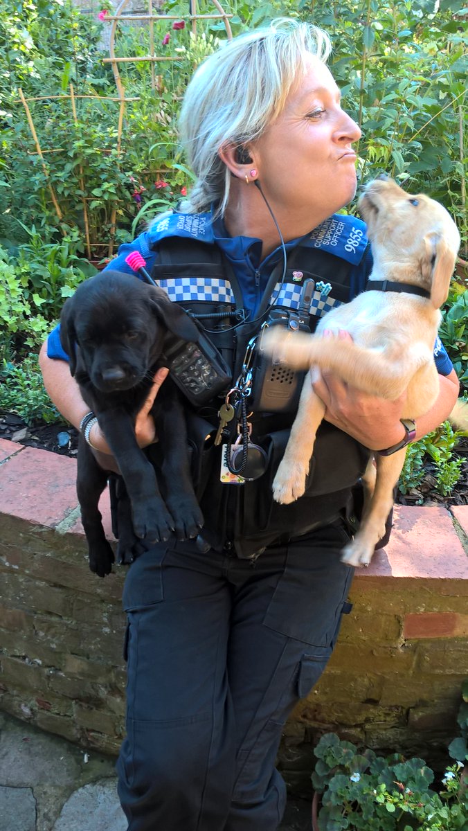 TVP_Bucks's tweet photo. Look at these gorgeous puppies! PCSO Paton was lucky to get a cheeky cuddle whilst dealing with a neighbourhood issue #parsonsfeepuppies #wantoneplease #C9855 #Aylesburycentral https://t.co/f6BDbvZ0gZ