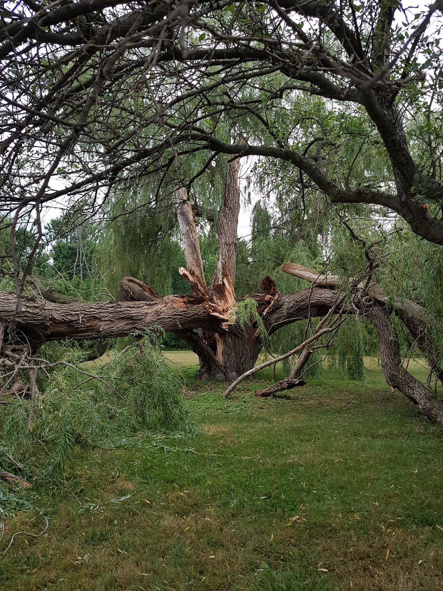 Rachel_does_sci's tweet photo. It's amazing to see nature at work. A  willow I had nicknamed "the widow maker" (no widows actually made) has finally met it's demise, as predicted. Also, waking up to the sound of a tree cracking in half is fairly frightening https://t.co/gXeQ3Ov0Az