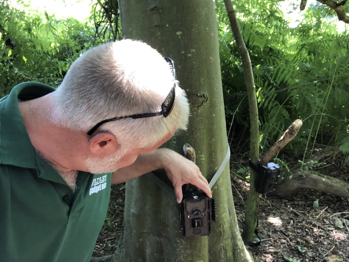 WildlifeGadgets's tweet photo. LOTS of excitement this morning. I love the anticipation of checking a full memory card from a #trailcam. Sometimes you don’t see much and other days you capture something special. Today is one of those ‘special, days! #FroizeUncovered https://t.co/LUZSdTbs8y